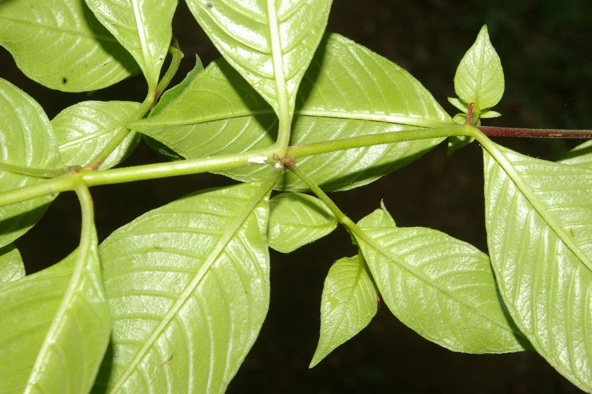 Cuphea appendiculata 7
