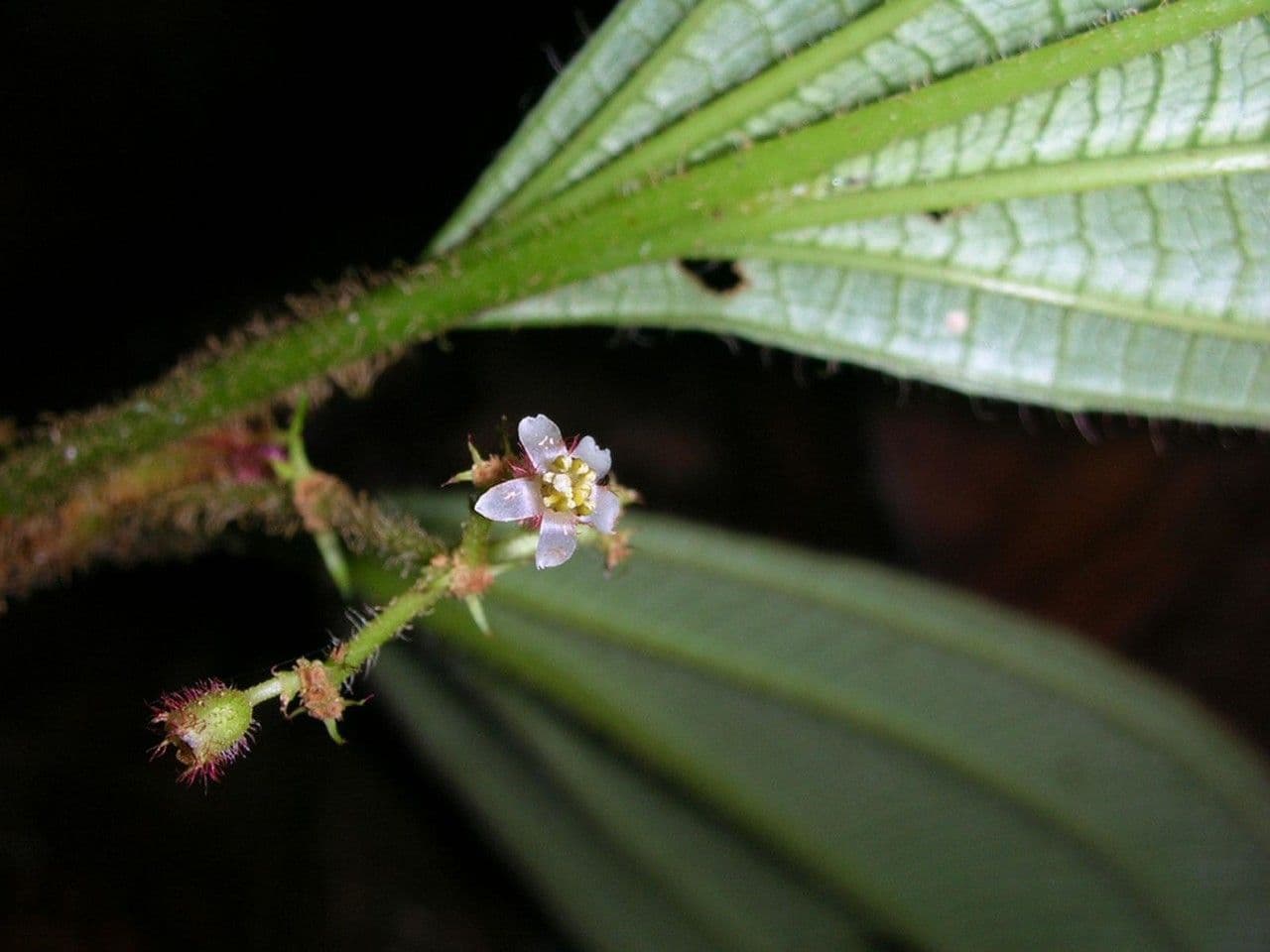 Miconia 5