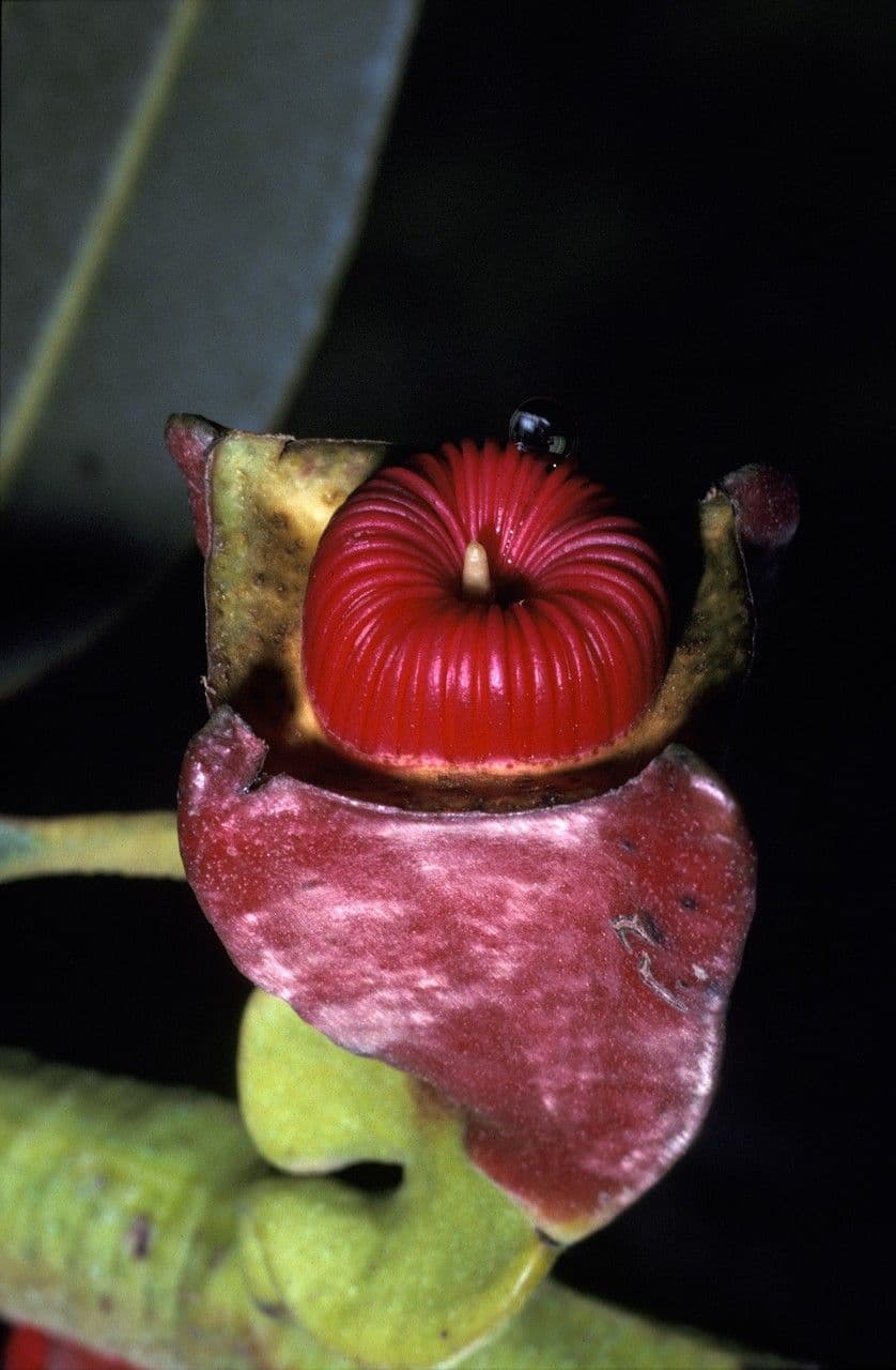 Eukalyptus