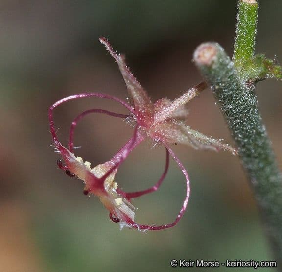 Ayenia compatta 10