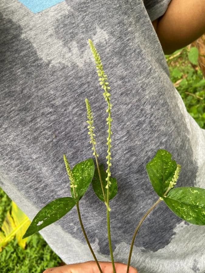 Cyathula prostrata 17