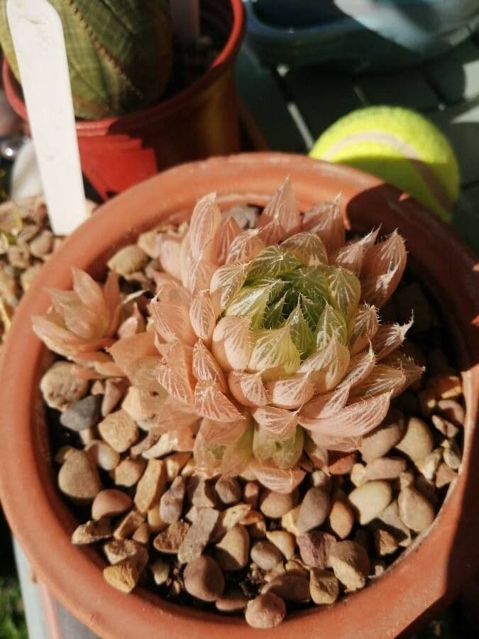 Hawortia Coopera 17