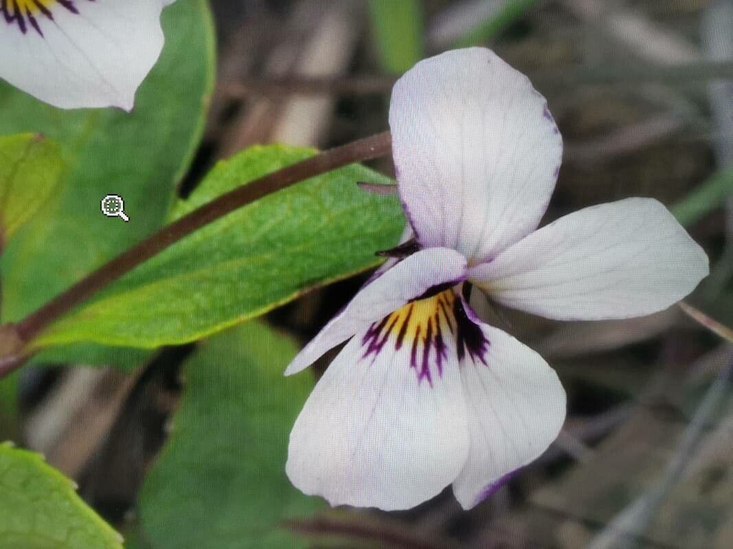 Viola 4