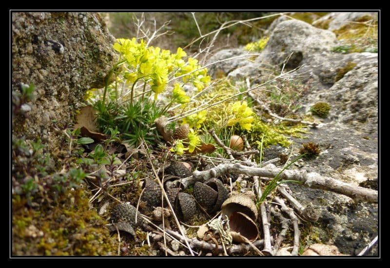 Draba aizoides 12