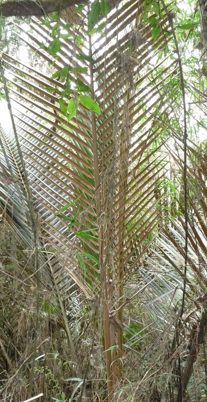 Ceroxylon 8