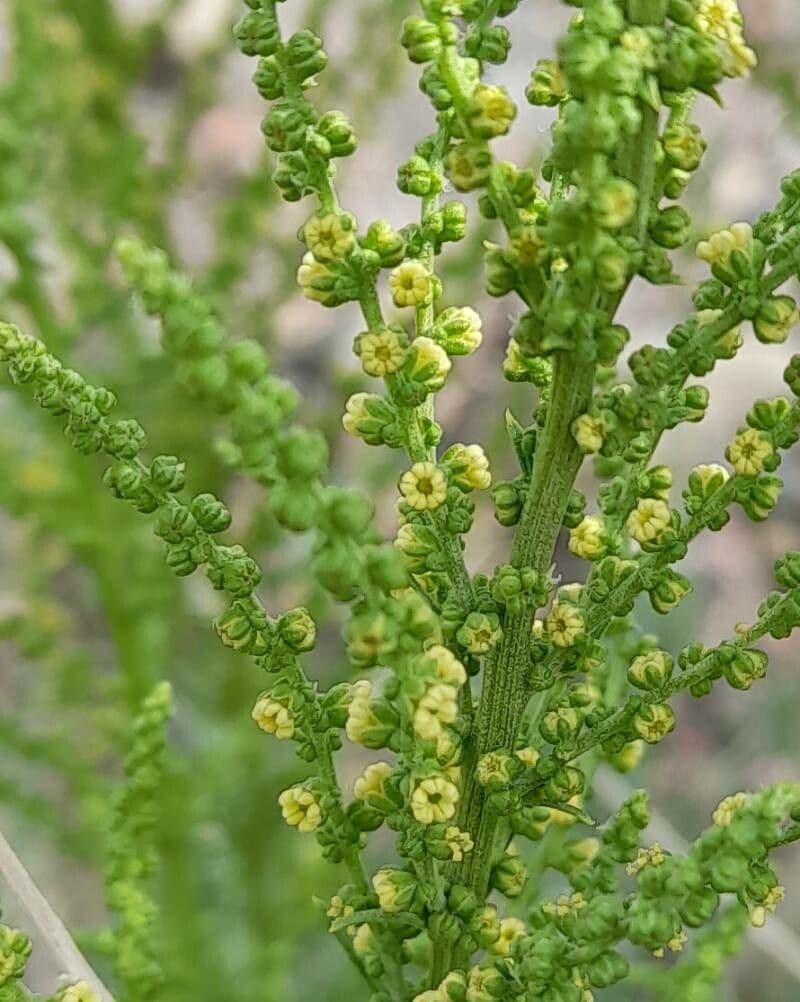 Dysphania
