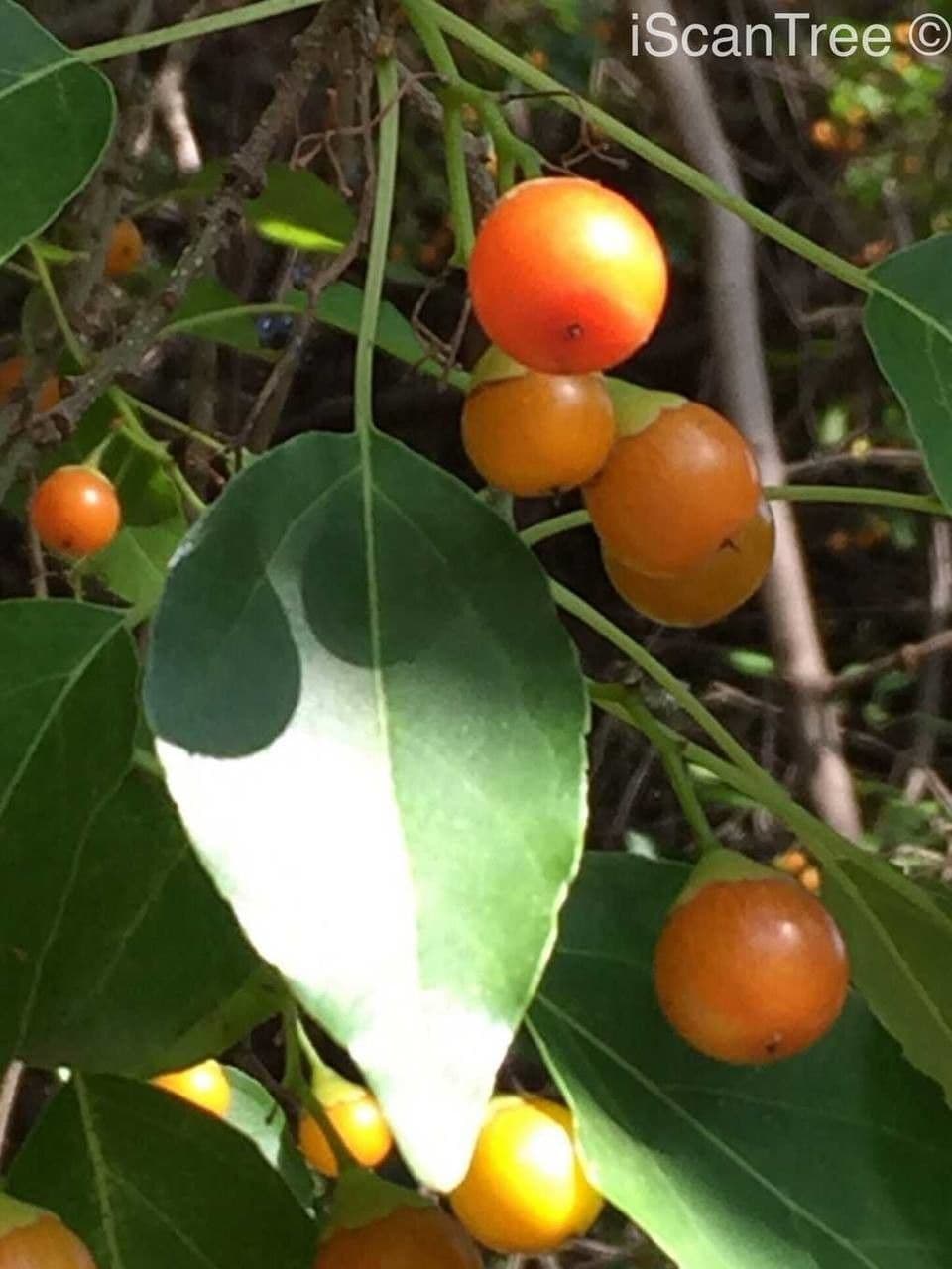 Kordia 2