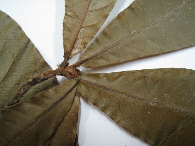 Chrysophyllum cuneifolium 9