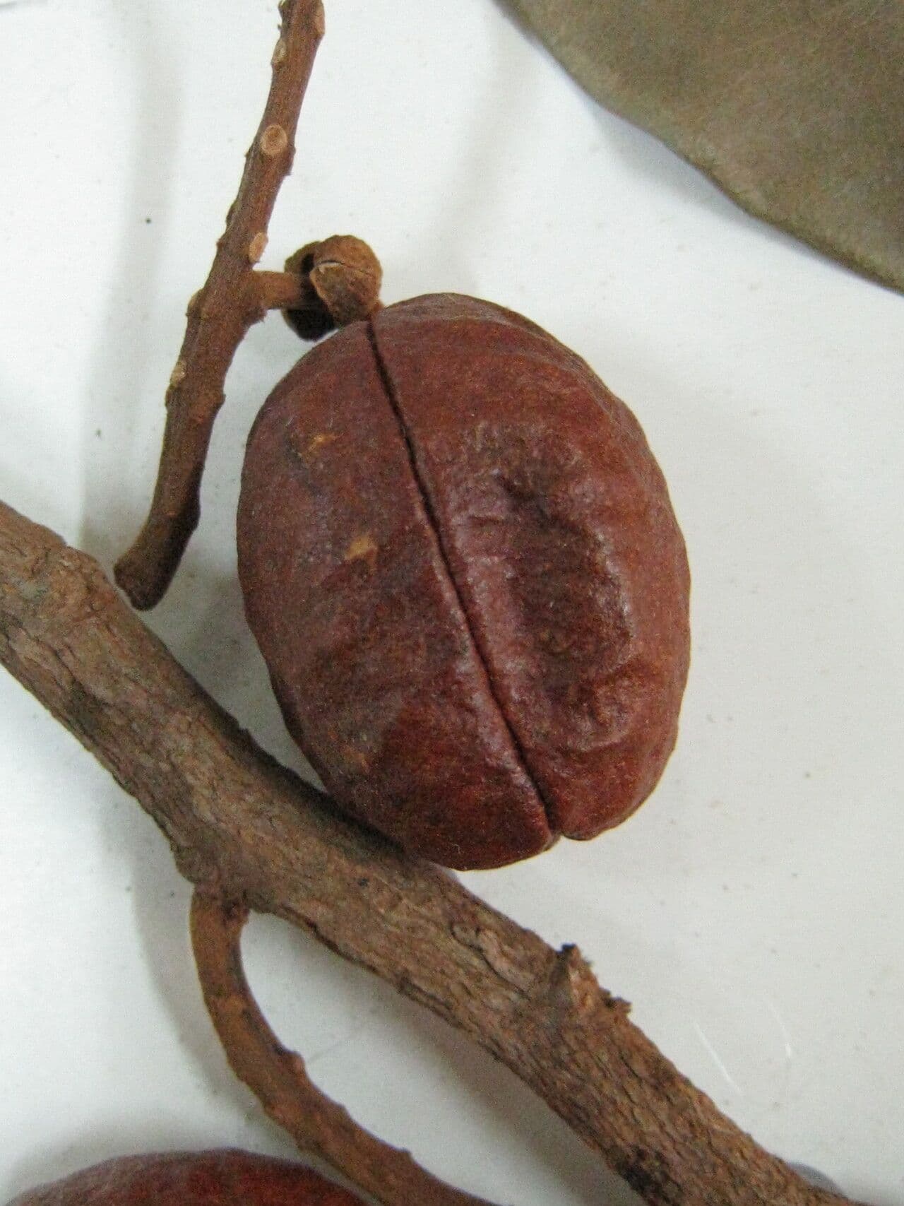 Swartzia 9