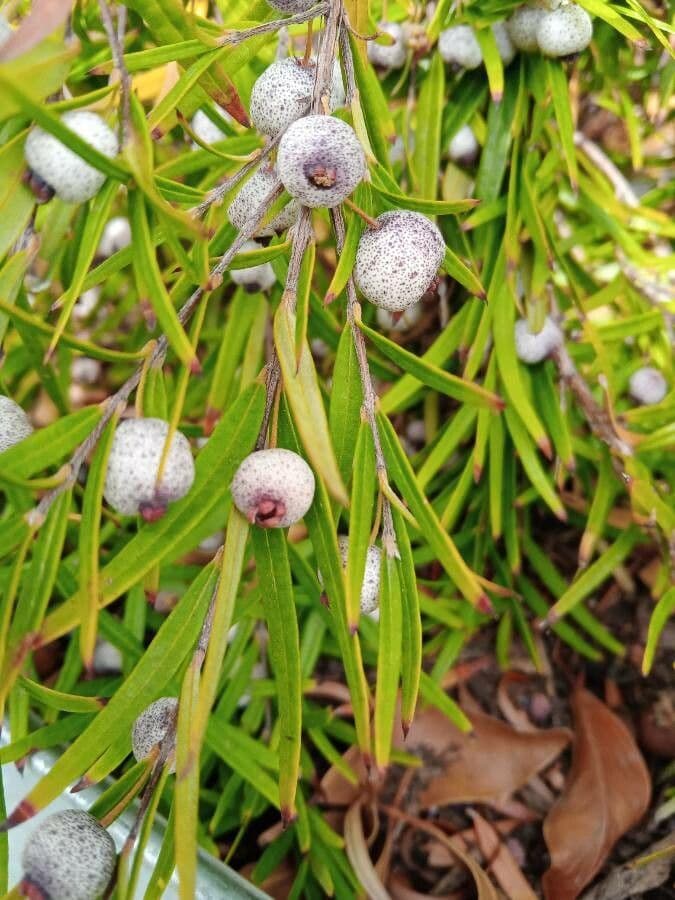 Variable tea-myrtle