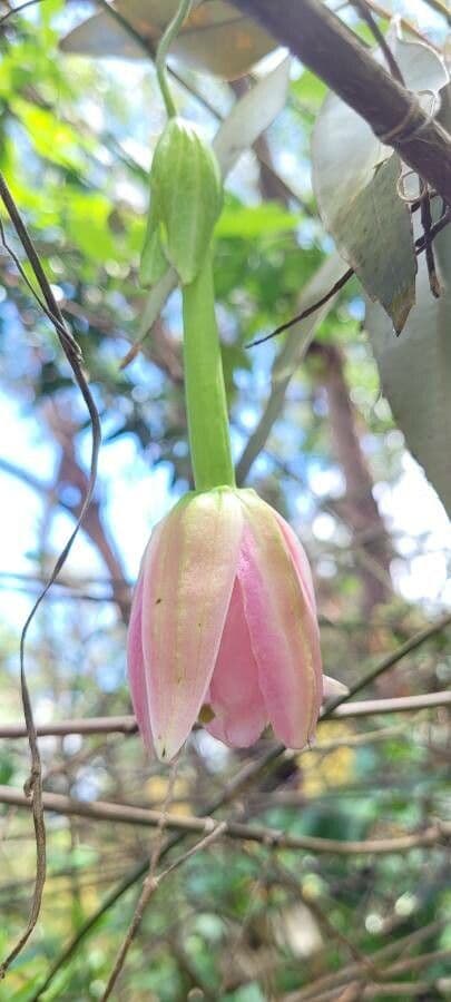 Passiflora tripartita 7
