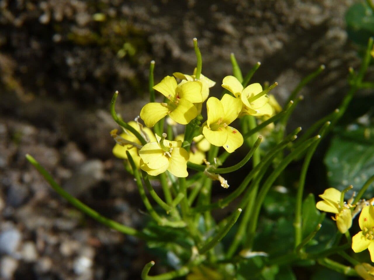 Barbareakresse 2