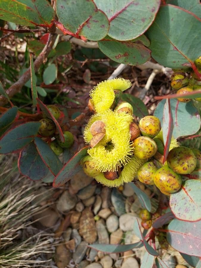 Preiss-Eukalyptus 4