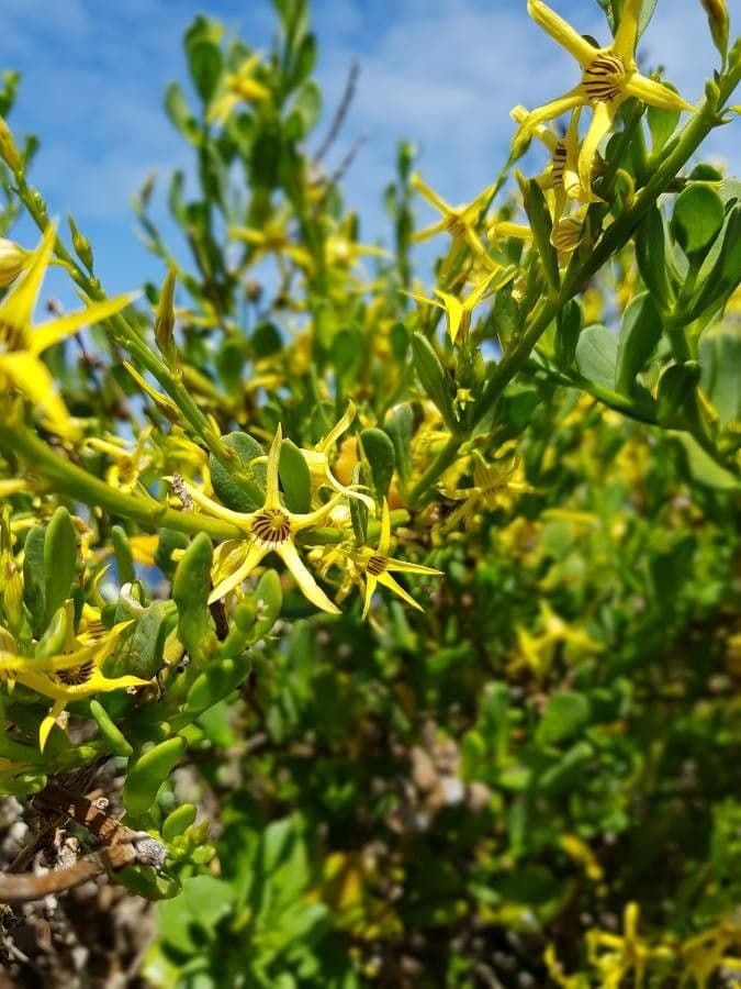 Anthocercis