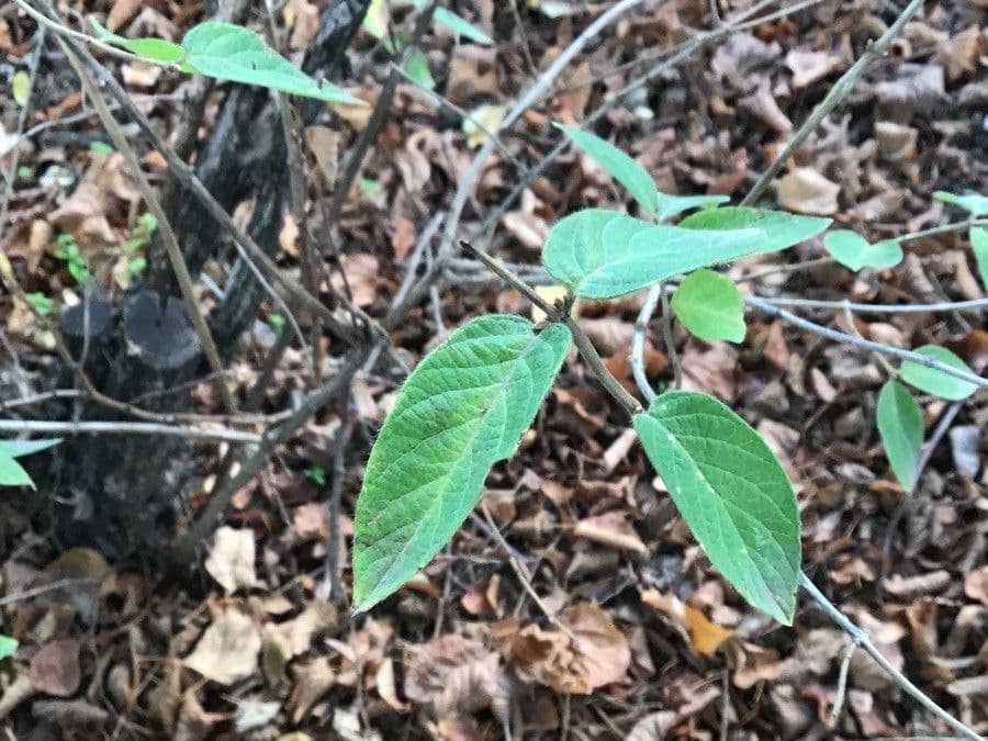 Caprifoglio