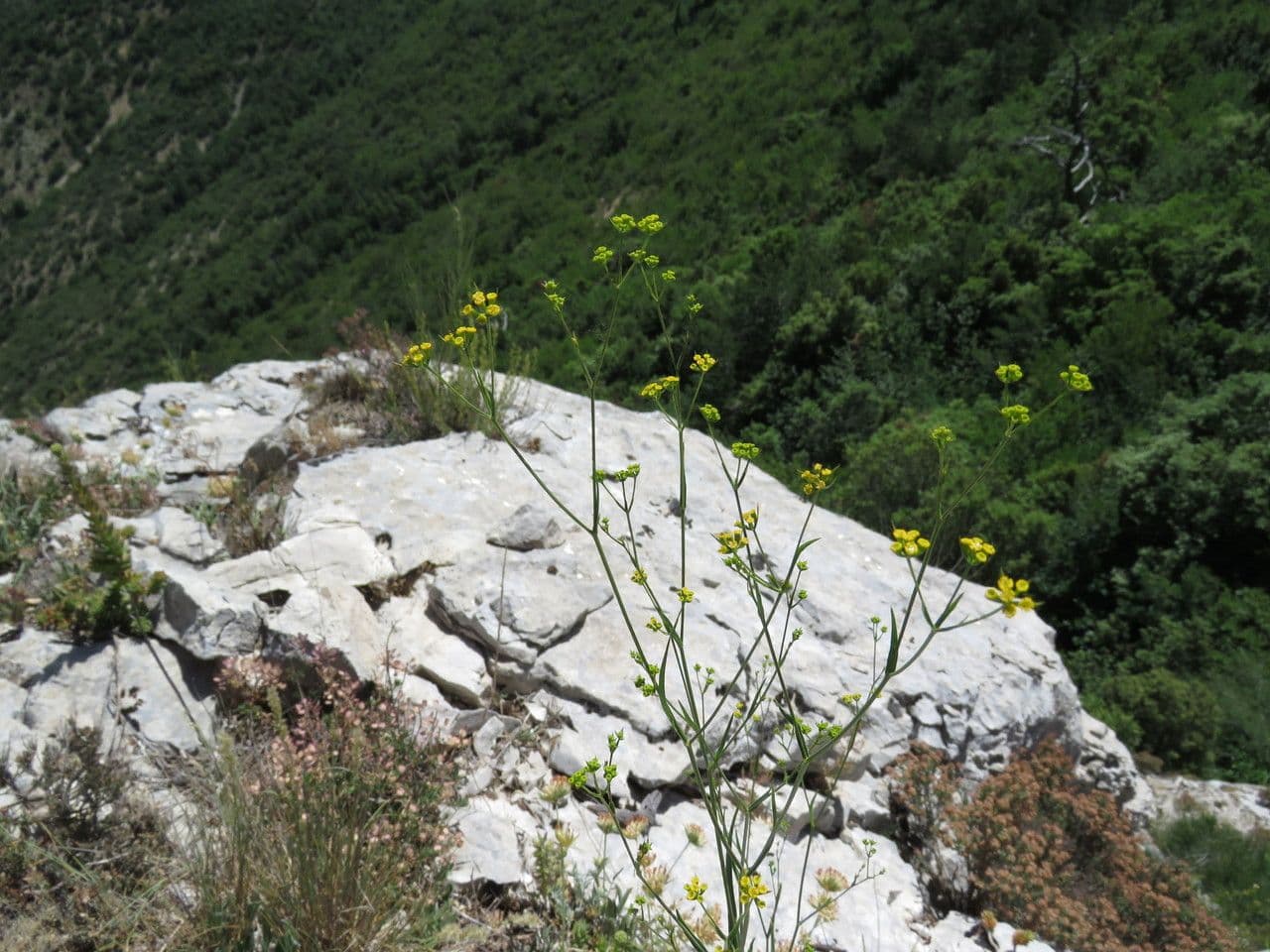 Bupleurum 11