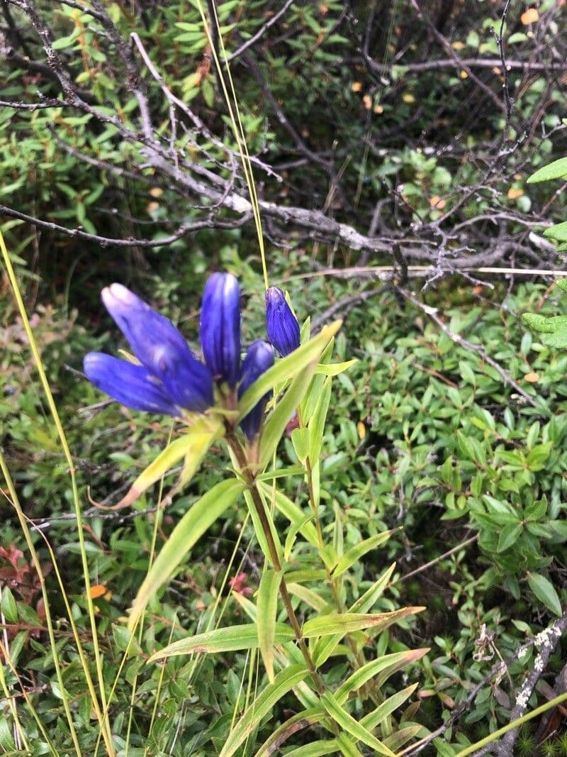 Genziana lineare 3