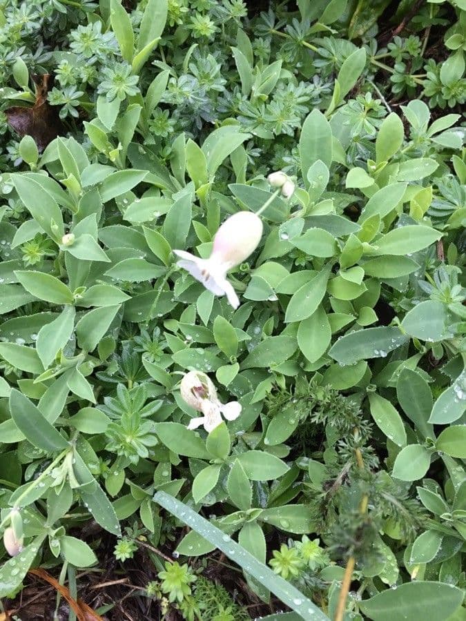 Silene a un fiore 10