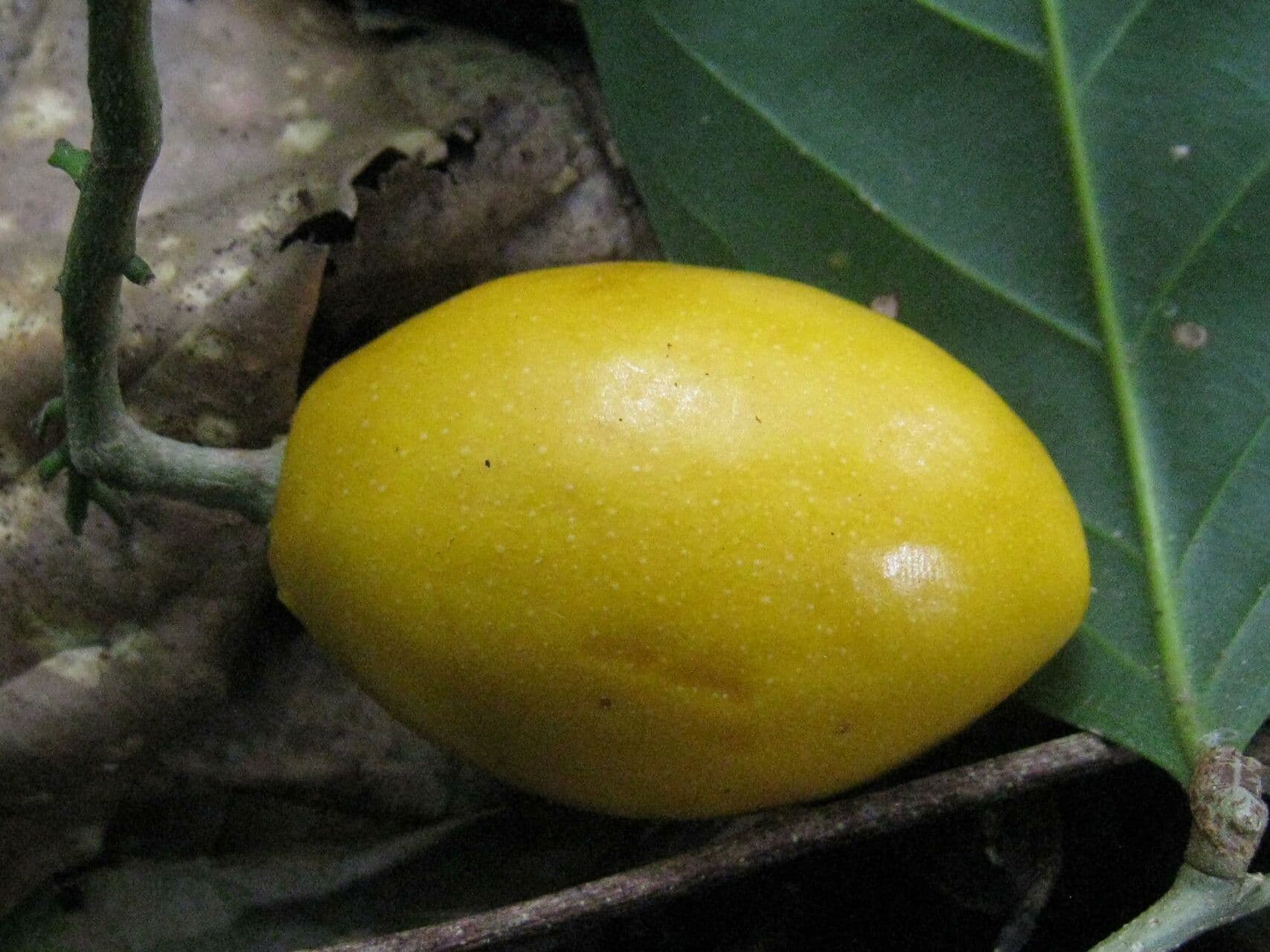 Couepia