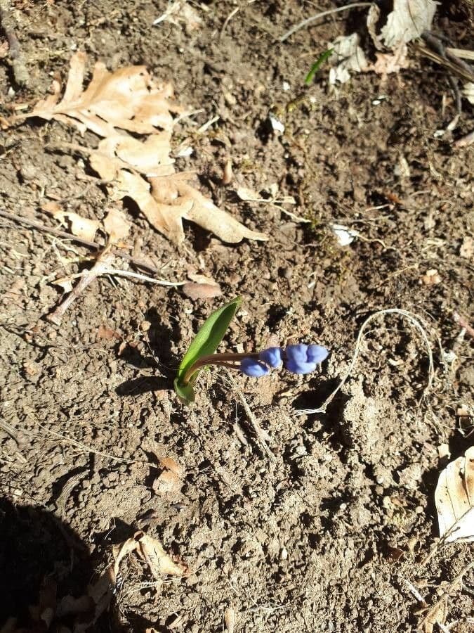 Scilla silvestre 25