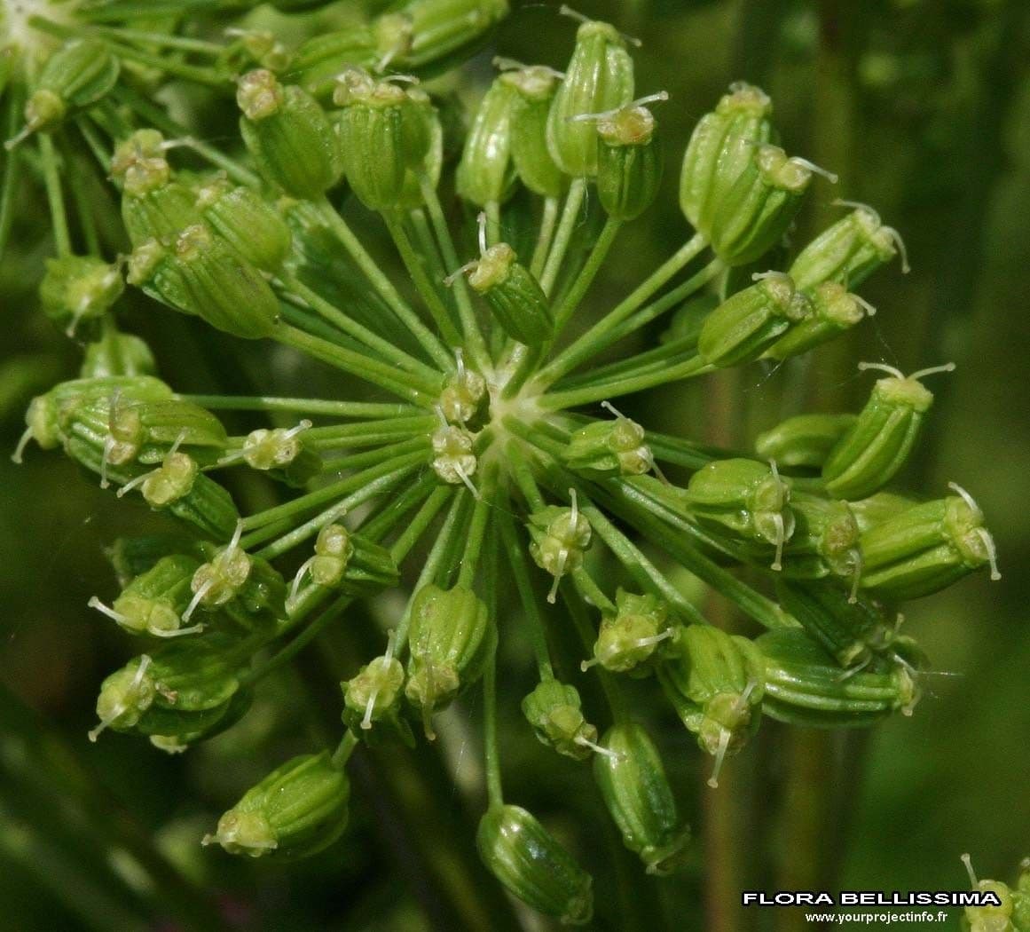 Angelica 3