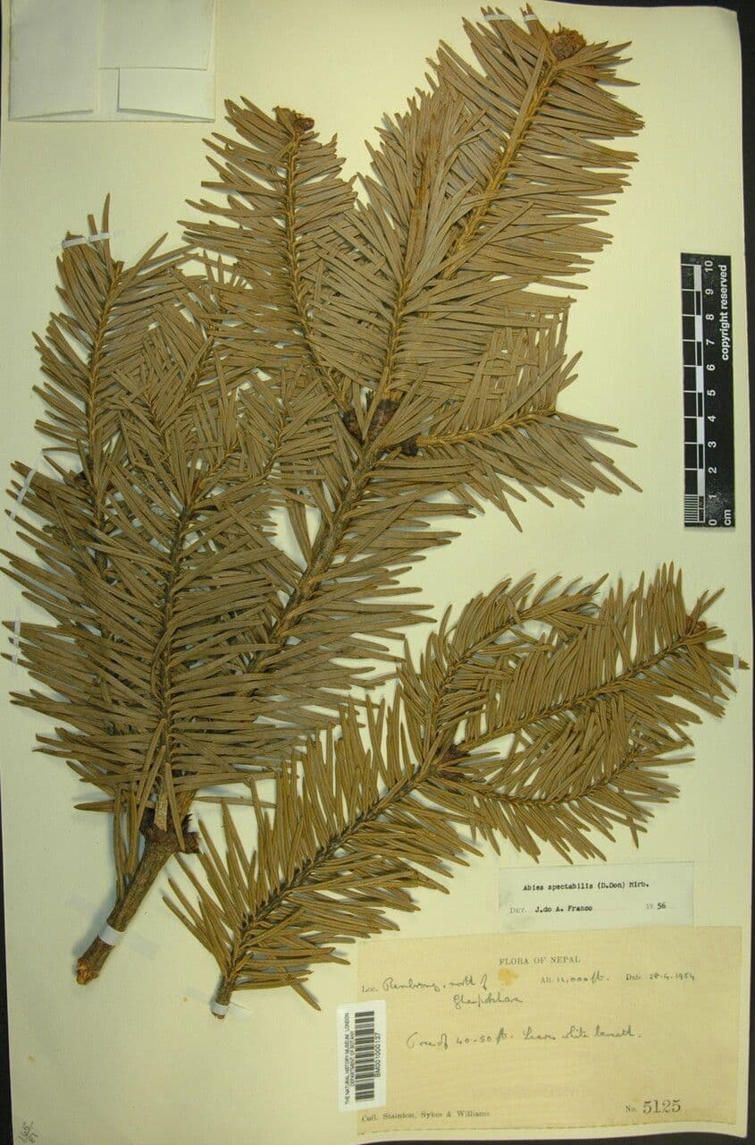 Abete dell'Himalaya 14