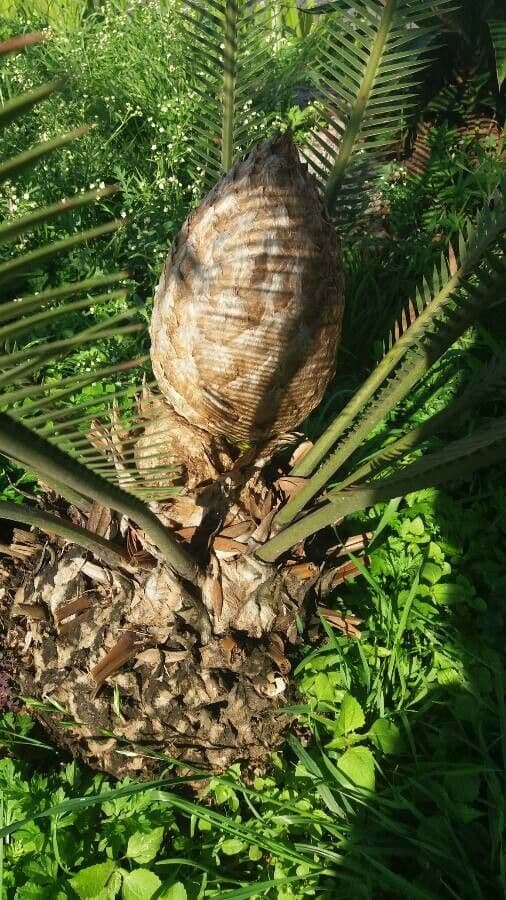 Dioon commestibile 9