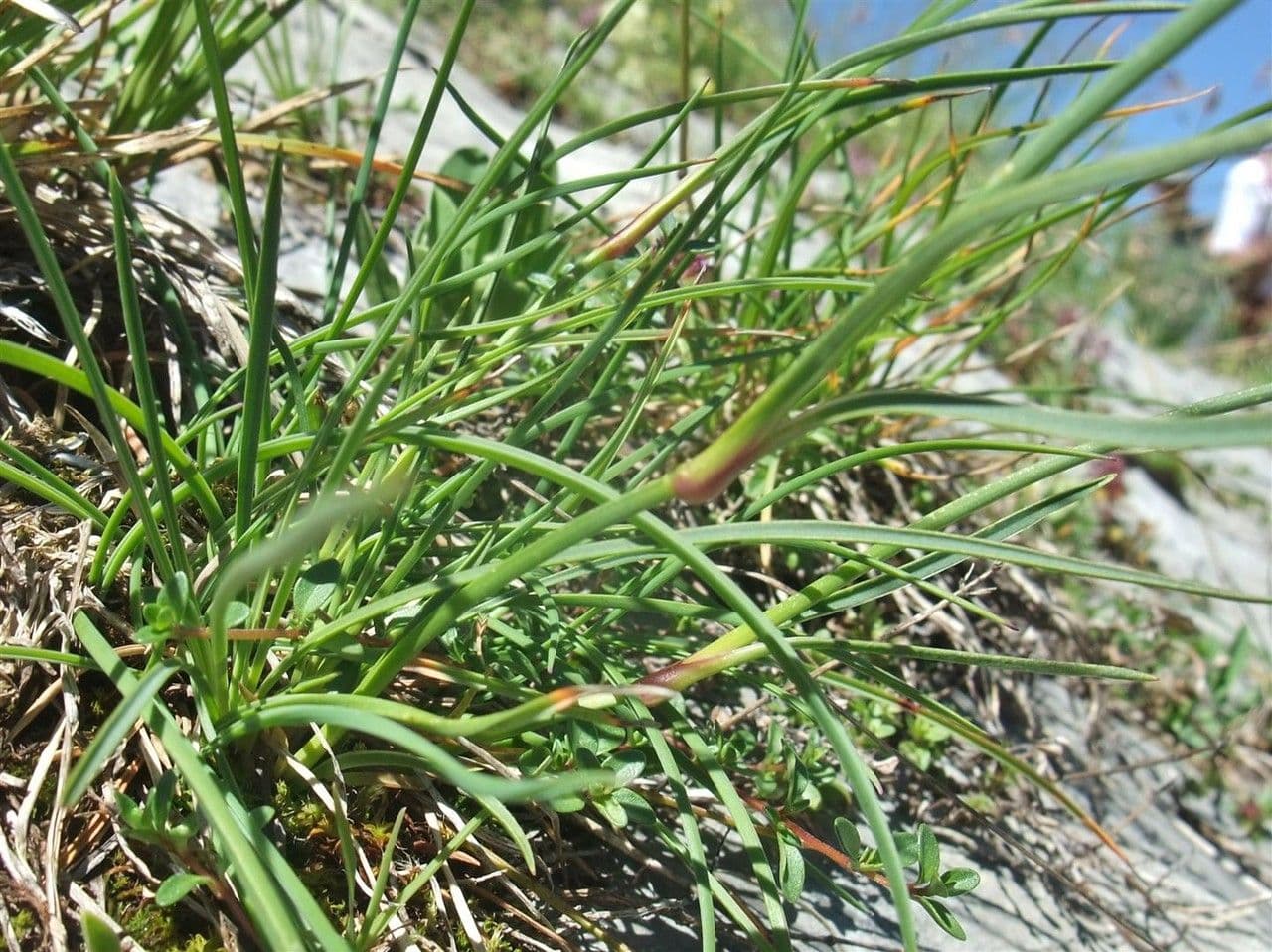 Garofano selvatico 16