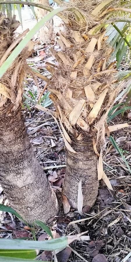 Thrinax 9