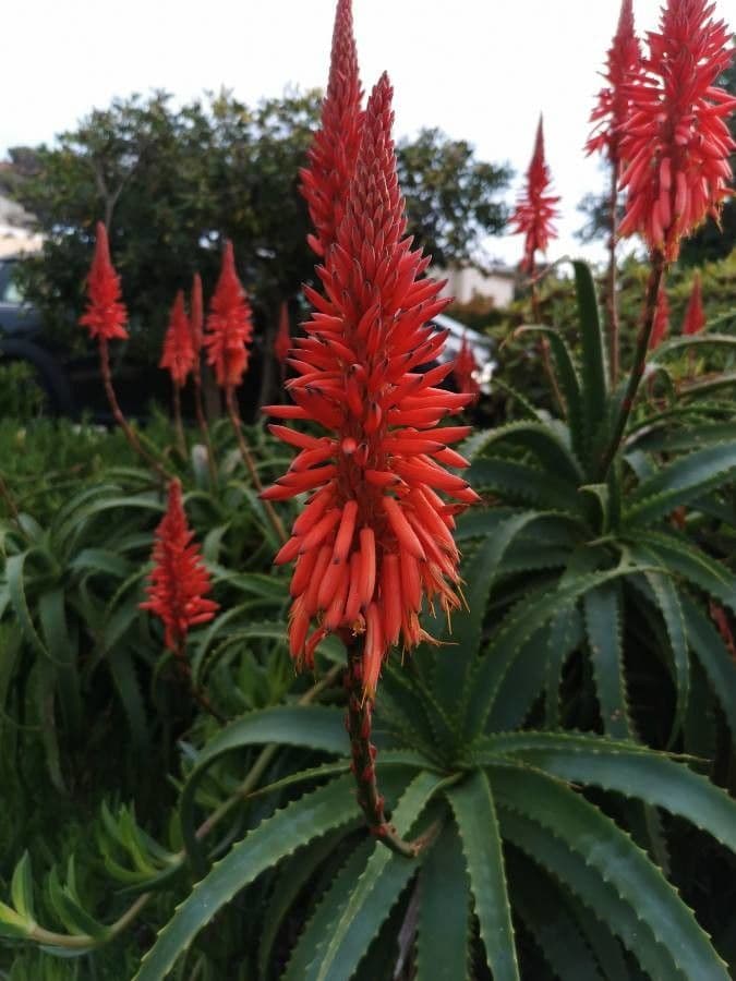 Baum-Aloe 4