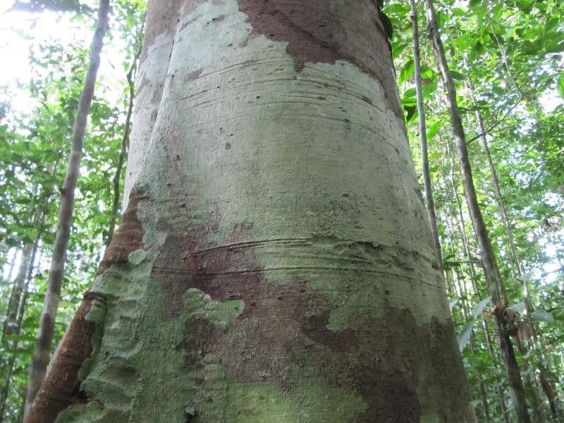 Chrysophyllum 8