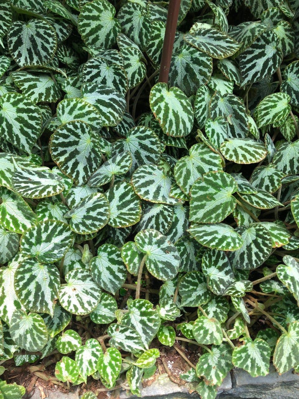 Begonia 5