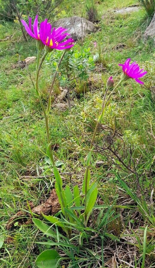 Senecio 4