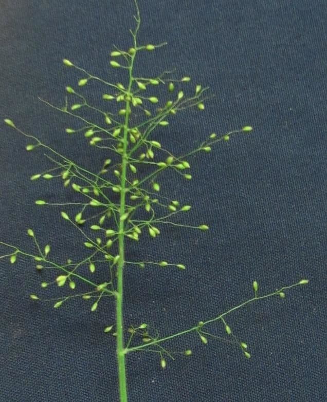 Trichanthecium