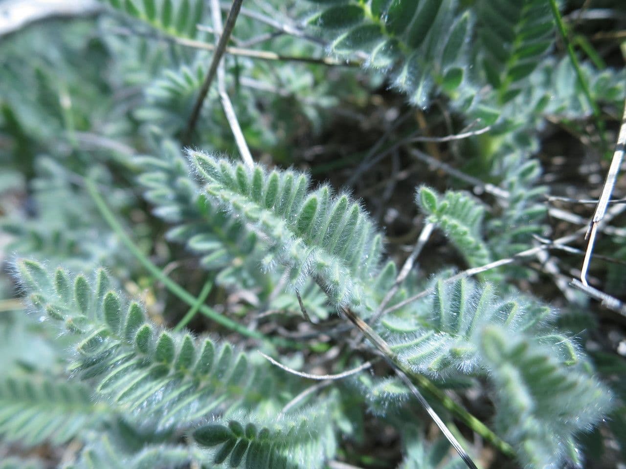 Padrillo 18