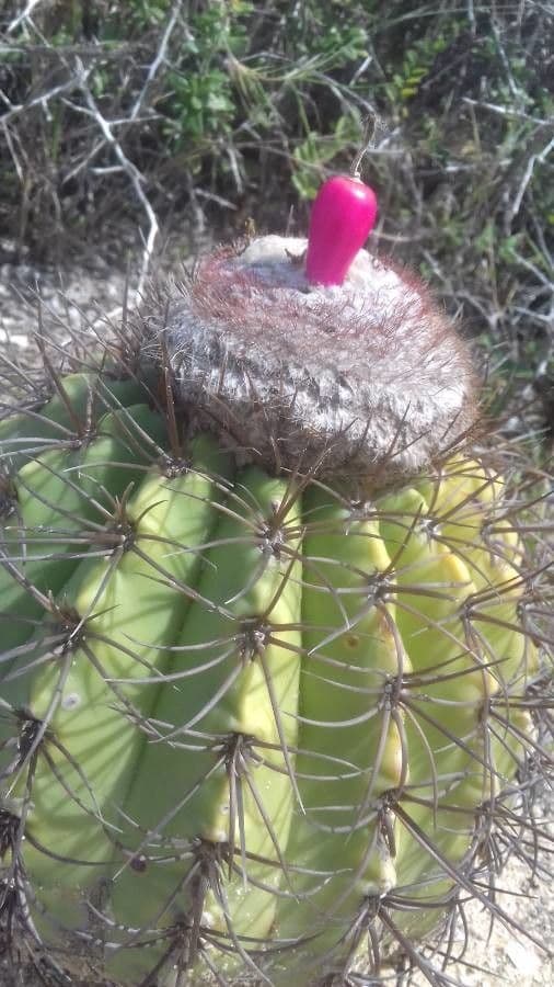 Melocactus 19