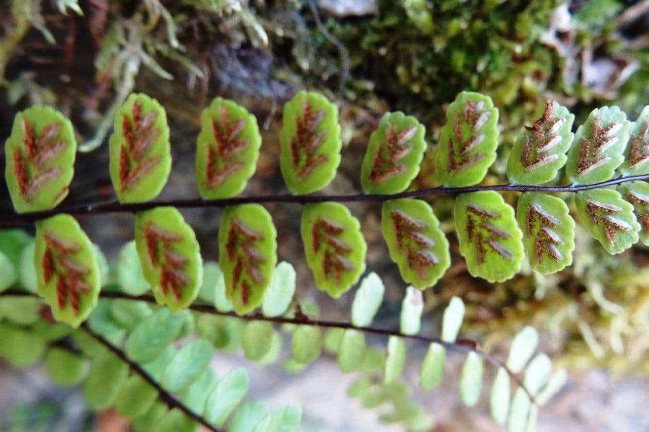 Erba rugginina 28