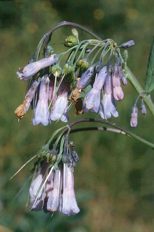 Mertensia ciliata