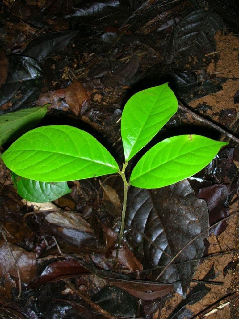 Leretia 10
