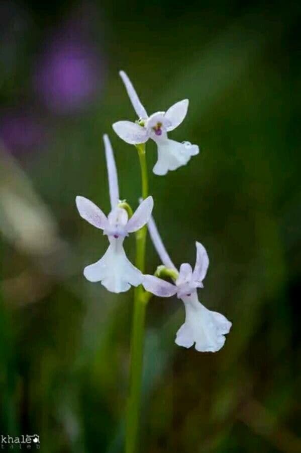 Orchis 4
