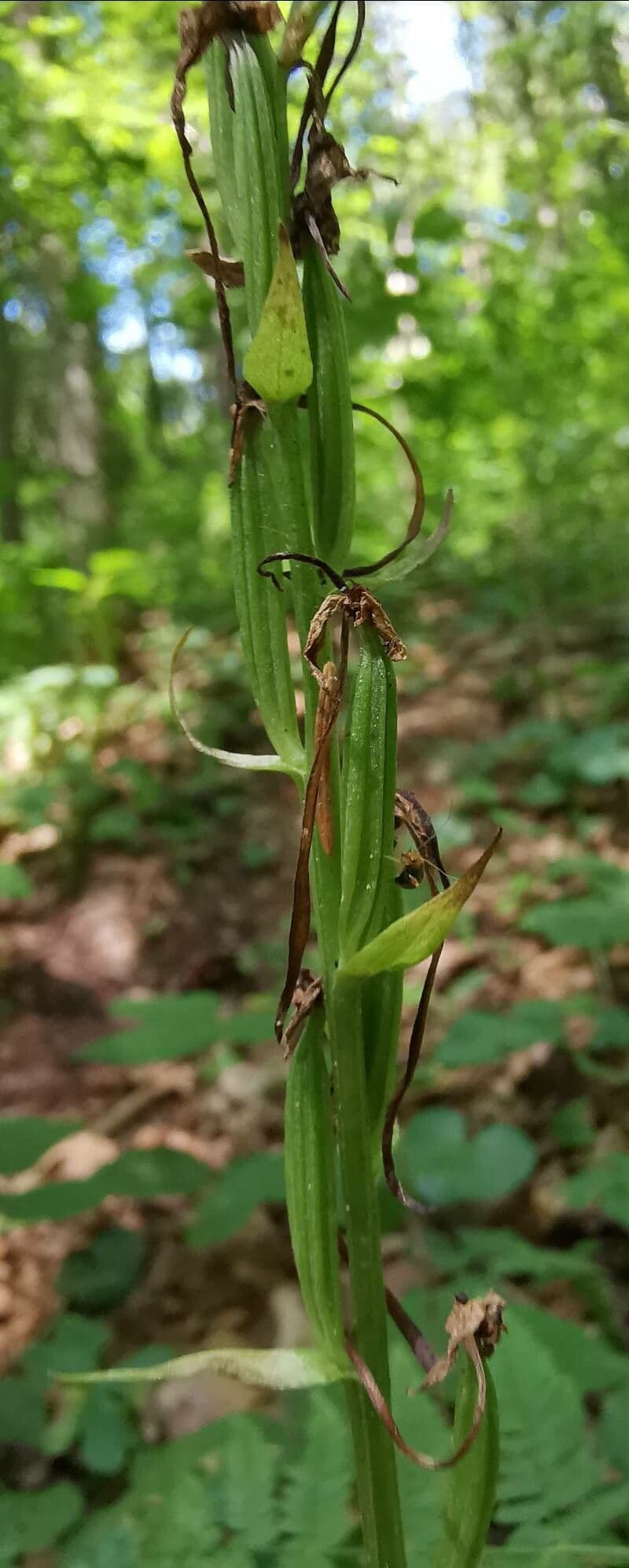 Platantera verdastra