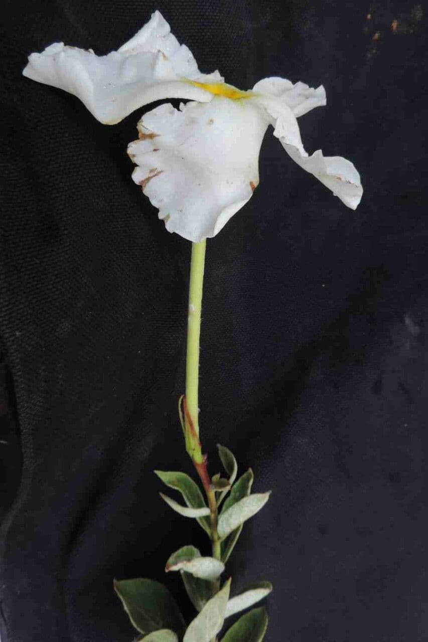 Mandevila 4