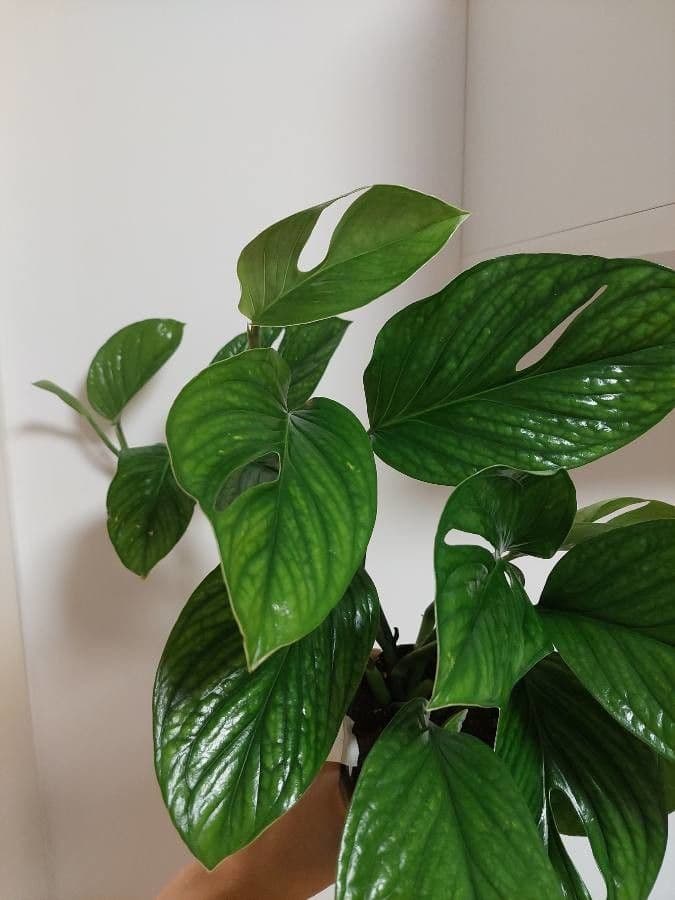 Monstera péřodílná 4