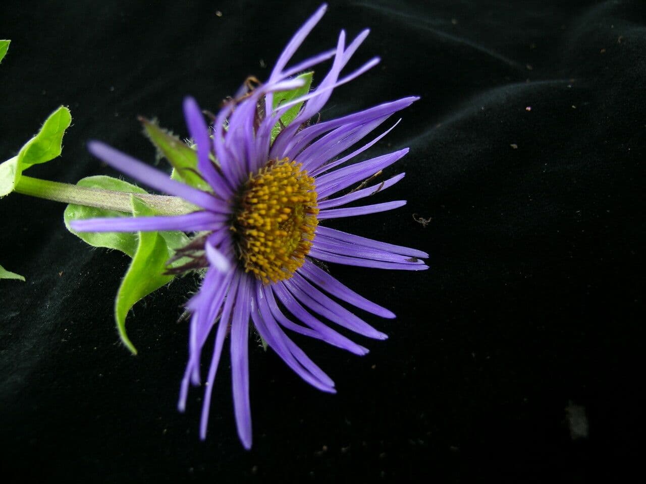 Astro 4