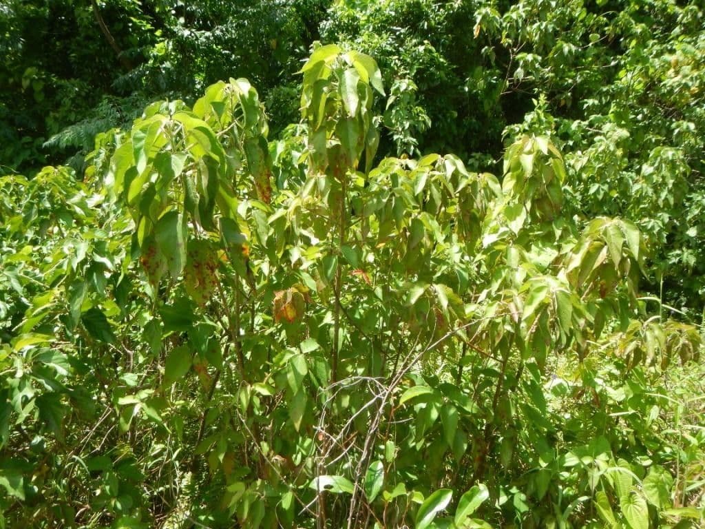 Acalypha 5