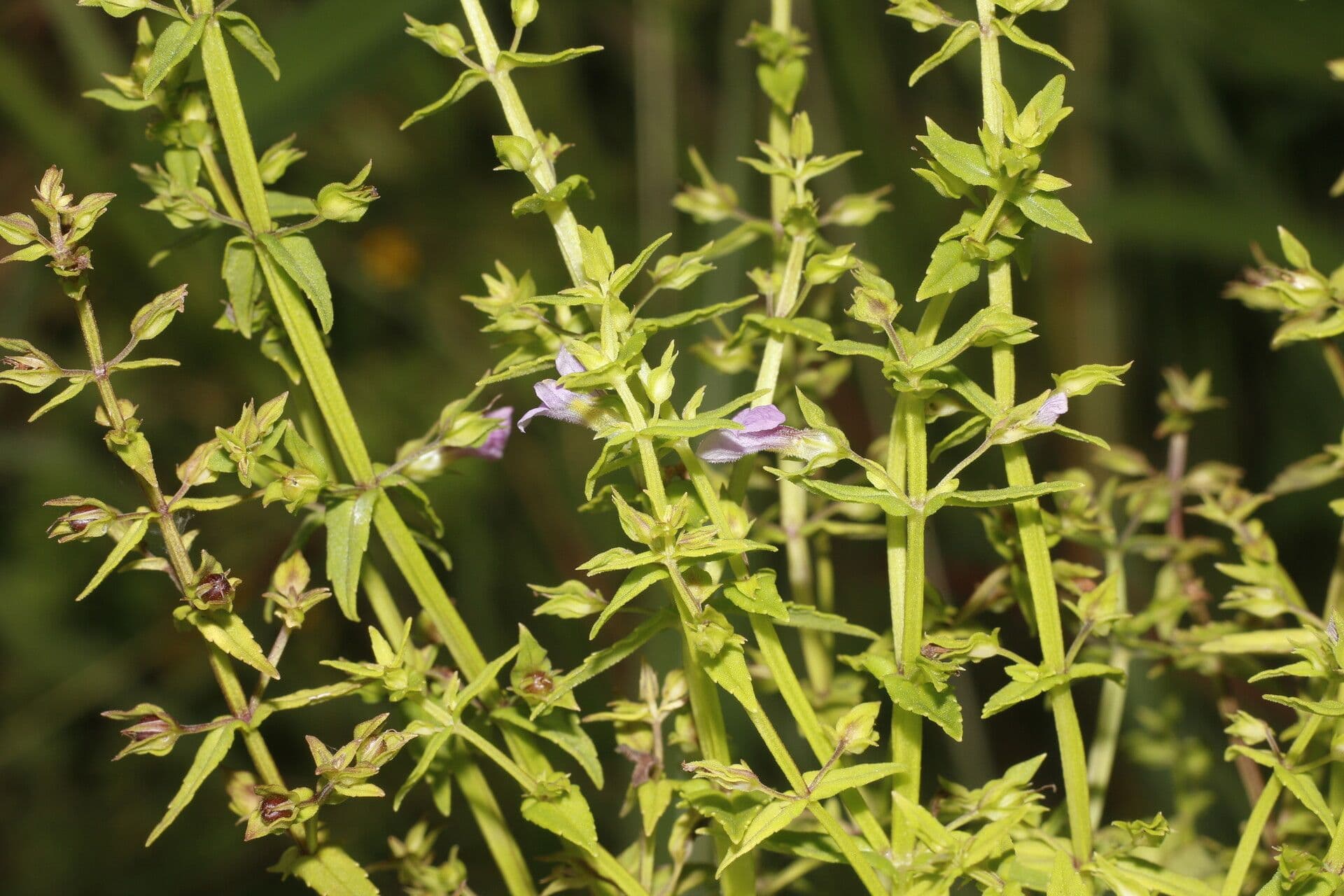 Bacopa laxiflora