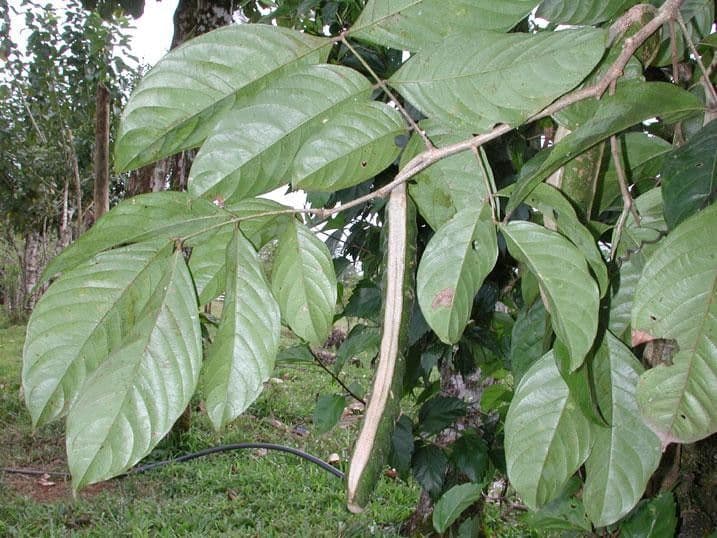 Inga 6