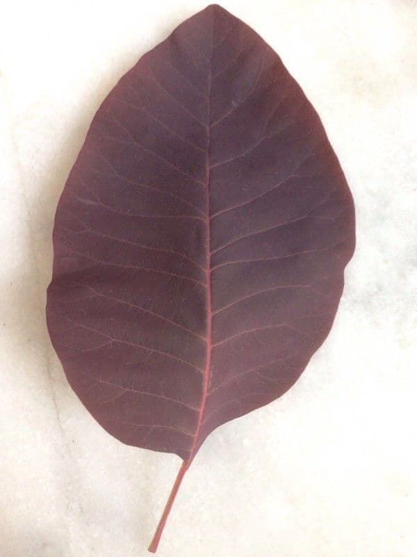 Scotano 19