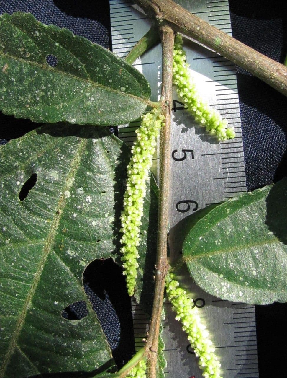 Acalypha diversifolia 5