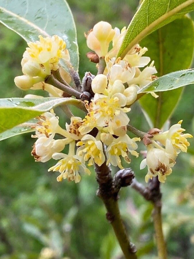Azorischer Lorbeer 8